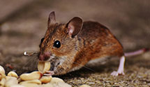 24 Hour & Emergency Exterminators in Wells Fargo Bank, CA